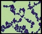 S.aureus micrograph (Gram)